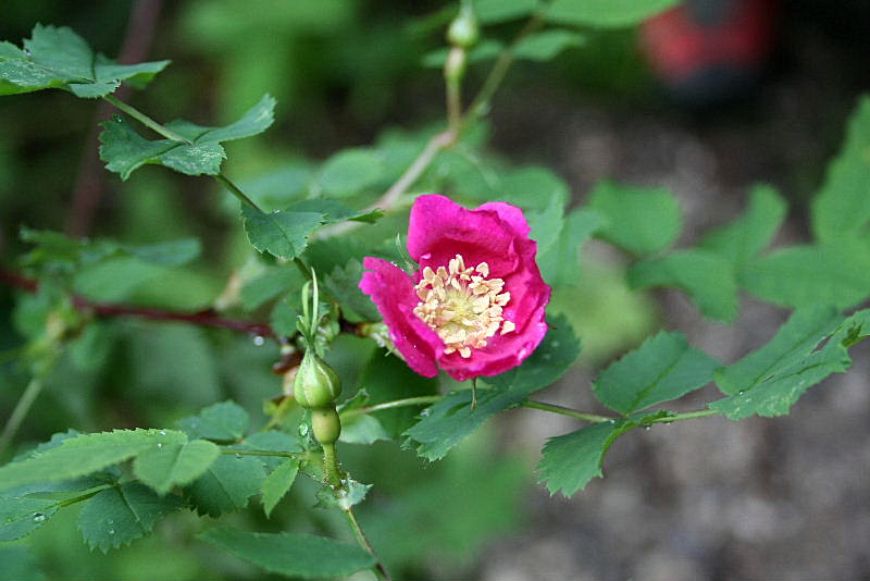 Rosa pendulina   /  Rosa alpina